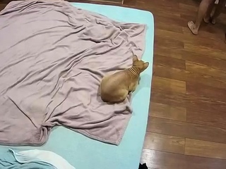 Amateur Video Amateur Webcam Blowjob Free of charge Amateur Porn