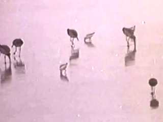 Scorching novice hardcore fucking HD video