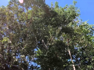 Newbie Thai Euro couple journey and intercourse